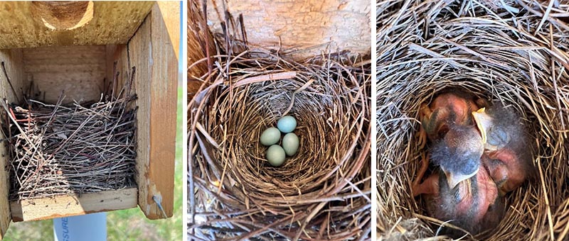 Photo of bird nest