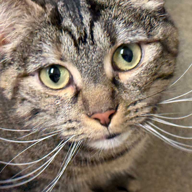 photo of cat for adoption