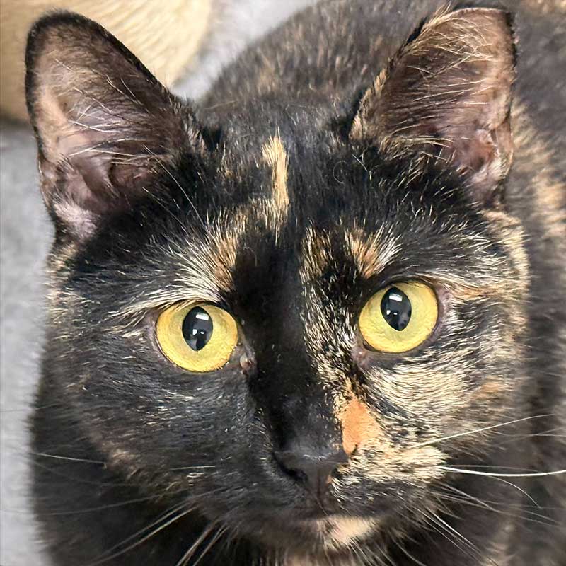 photo of cat for adoption