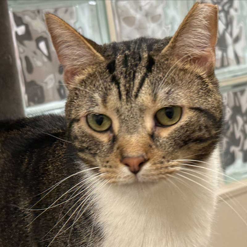 photo of cat for adoption