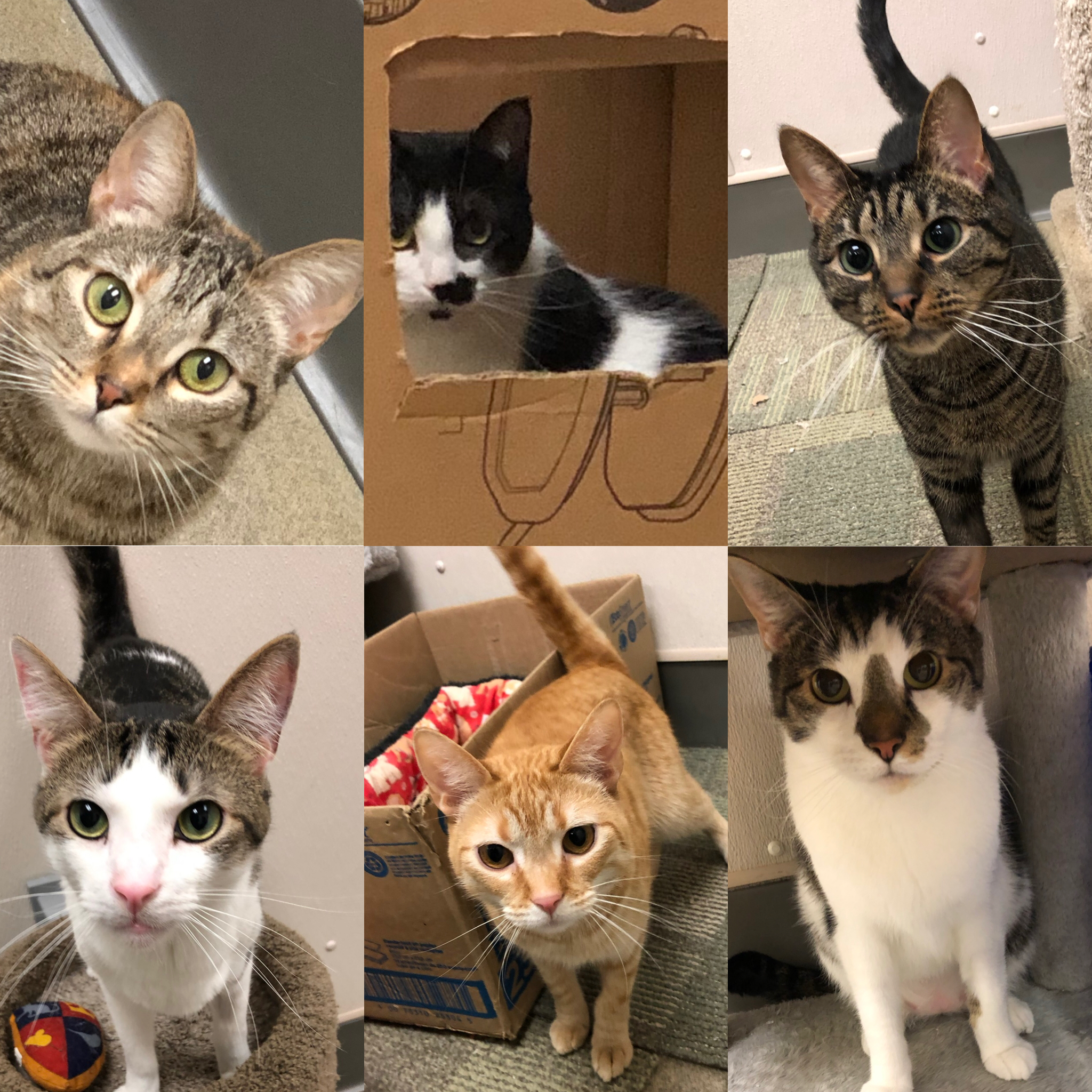 Six cats that are up for adoption.