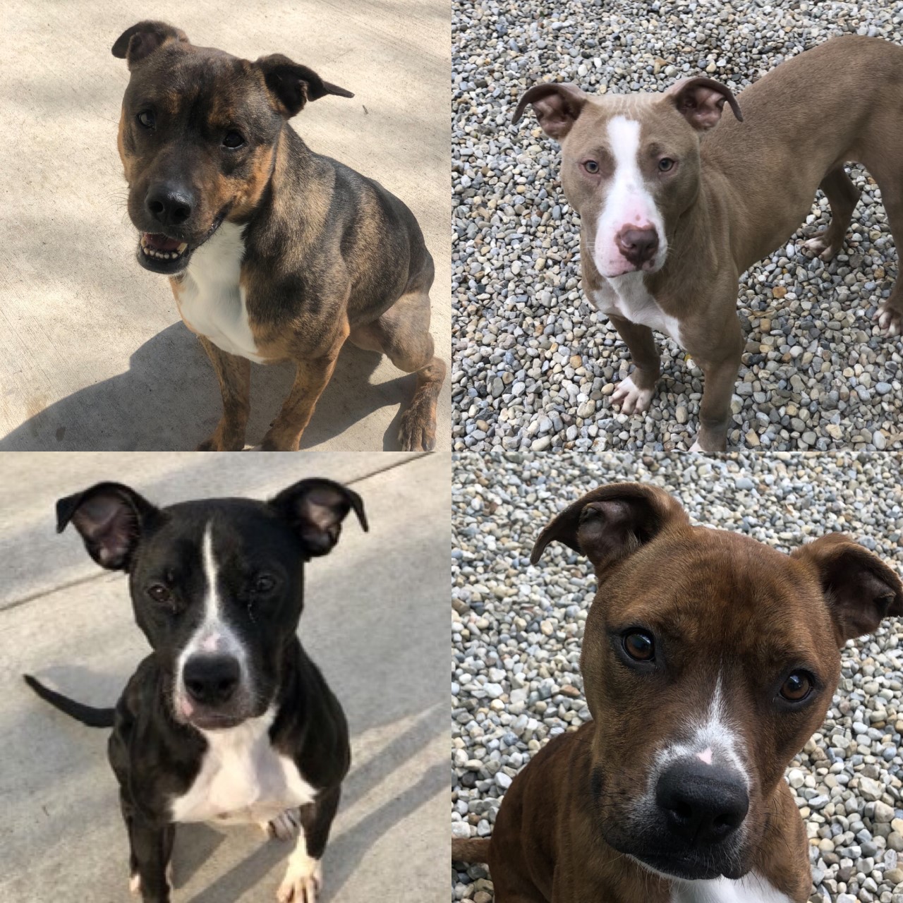 Four dogs up for adoption.