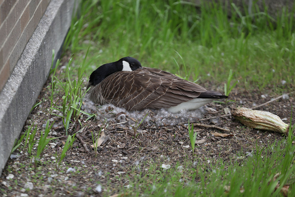 Photo of bird nesting